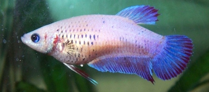 самка вариации Betta cambodia