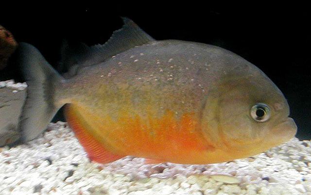 Pygocentrus piraya (восточнобразильская пиранья)