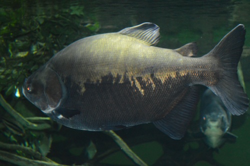 Colossoma macropomum (бурый паку)