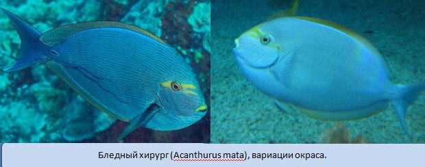 рыба хирург 5